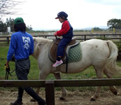 マザー牧場のお馬さん